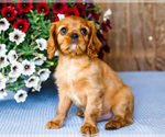 Small Photo #7 Cavalier King Charles Spaniel Puppy For Sale in WAKARUSA, IN, USA