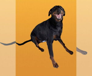 Doberman Pinscher-Unknown Mix Dogs for adoption in Martinsburg, WV, USA