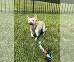 Small #3 Chihuahua Mix