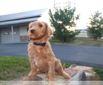 Puppy Kane Goldendoodle