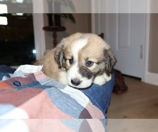 Medium Photo #8 Aussie Pyrenees Puppy For Sale in LEXINGTON, SC, USA