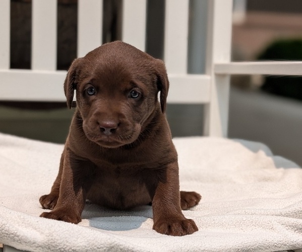 Medium Photo #32 Labrador Retriever Puppy For Sale in GOSHEN, IN, USA