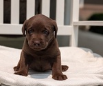 Small #6 Labrador Retriever