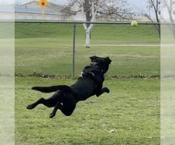 Medium Photo #27 Mutt Puppy For Sale in Fargo, ND, USA