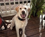 Small Photo #1 Labrador Retriever Puppy For Sale in LOUISBURG, NC, USA