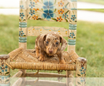 Small #2 Dachshund