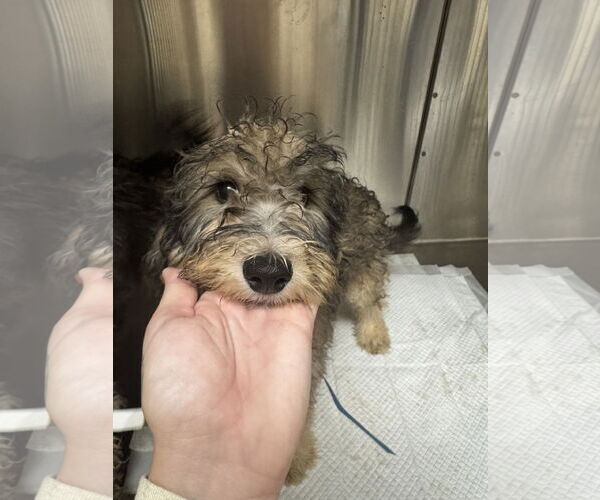 Medium Photo #3 Miniature Bernedoodle Puppy For Sale in Valrico, FL, USA