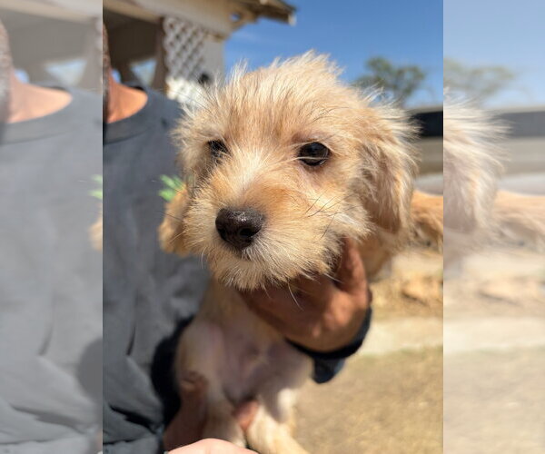 Medium Photo #3 Dachshund-Unknown Mix Puppy For Sale in Grafton, WI, USA