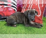 Small #4 Catahoula Leopard Dog