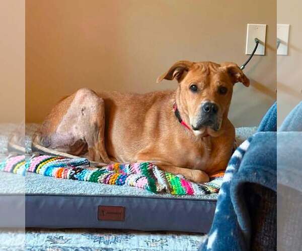 Medium Photo #2 Mutt Puppy For Sale in New Oxford , PA, USA