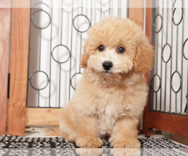Medium Photo #4 Poochon Puppy For Sale in NAPLES, FL, USA