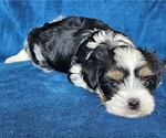 Small #27 Morkie