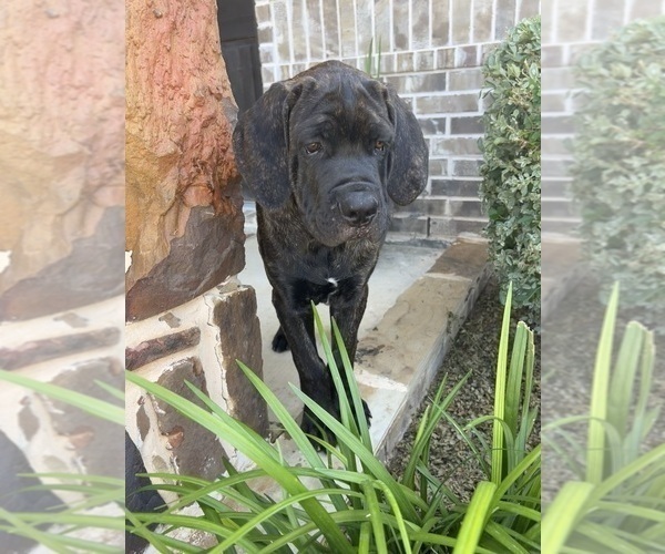 Medium Photo #5 Cane Corso Puppy For Sale in WEATHERFORD, TX, USA