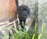 Small #4 Cane Corso