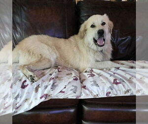 Great Pyrenees-Unknown Mix Dogs for adoption in pomfret, CT, USA