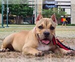 Small Photo #2 American Bully Puppy For Sale in Makati City, Metro Manila, Philippines