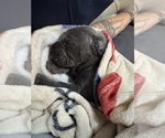 Small #1 Cane Corso