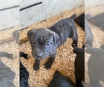 Small Photo #2 Cane Corso Puppy For Sale in MODESTO, CA, USA