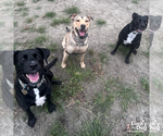 Small #8 Retriever  Mix