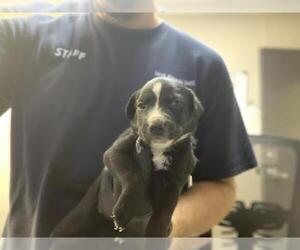 Border Collie-Unknown Mix Dogs for adoption in Visalia, CA, USA