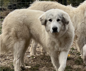 Mother of the Great Pyrenees puppies born on 05/22/2023
