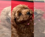 Small Photo #10 Goldendoodle (Miniature) Puppy For Sale in HULL, IA, USA