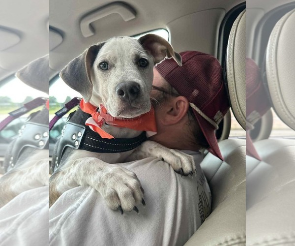 Medium Photo #7 Mutt Puppy For Sale in Holly Springs, NC, USA