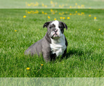 Puppy Misty English Bulldog-Olde English Bulldogge Mix