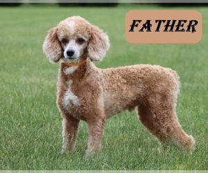 Father of the Cadoodle puppies born on 07/12/2025