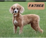 Small Photo #1 Cadoodle Puppy For Sale in PERU, IN, USA
