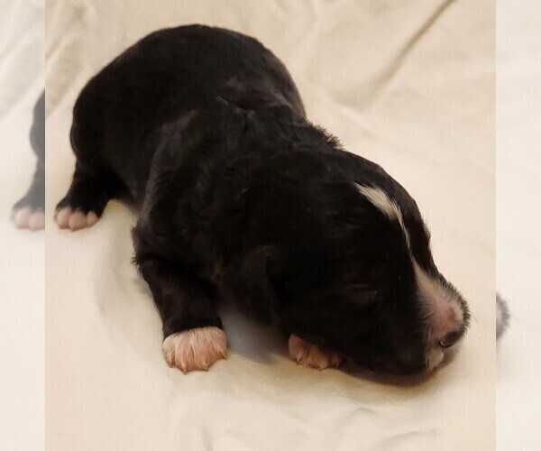 Medium Photo #8 F2 Aussiedoodle Puppy For Sale in COLUMBIA, TN, USA