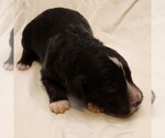 Small #7 F2 Aussiedoodle