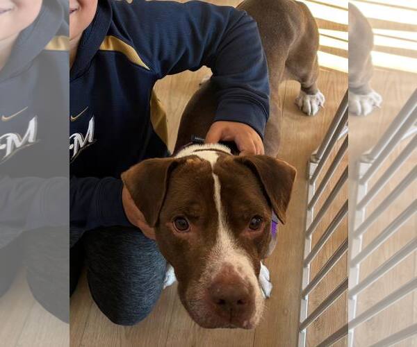 Medium Photo #2 Mutt Puppy For Sale in Crete, IL, USA