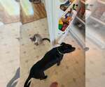 Small #2 Boxador