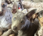 Small #2 Australian Kelpie