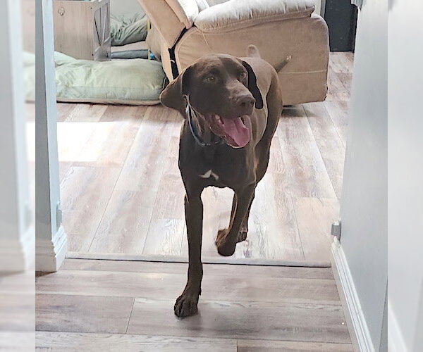 Medium Photo #2 German Shorthaired Pointer Puppy For Sale in Menlo Park, CA, USA