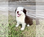 Small Australian Shepherd