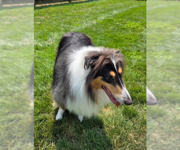 Medium Photo #1 Collie Puppy For Sale in Dublin, OH, USA