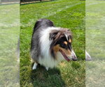 Small Collie