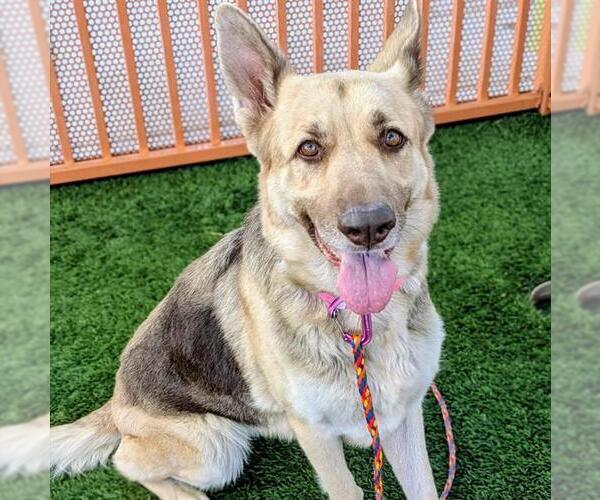 Medium Photo #2 German Shepherd Dog-Unknown Mix Puppy For Sale in Las Vegas, NV, USA