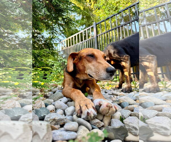 Medium Photo #4 Beagle-Unknown Mix Puppy For Sale in Germantown, OH, USA