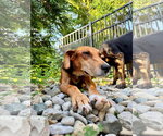Small #3 Beagle Mix