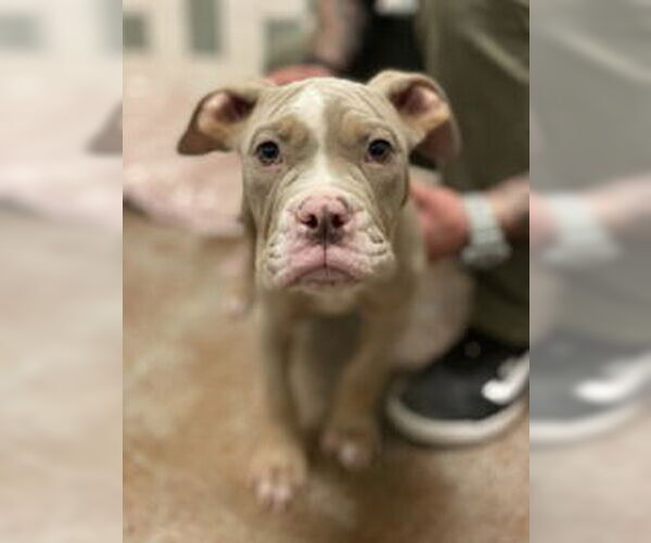 Medium Photo #1 Bulldog Puppy For Sale in Salinas, CA, USA