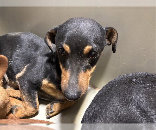 Medium Photo #1 Dachshund Puppy For Sale in Bakersfield, CA, USA