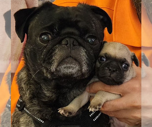 Father of the Pug puppies born on 07/13/2026