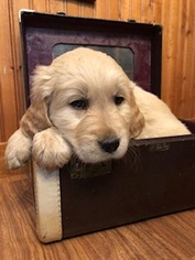 Golden Retriever Puppy for sale in PLAIN CITY, OH, USA