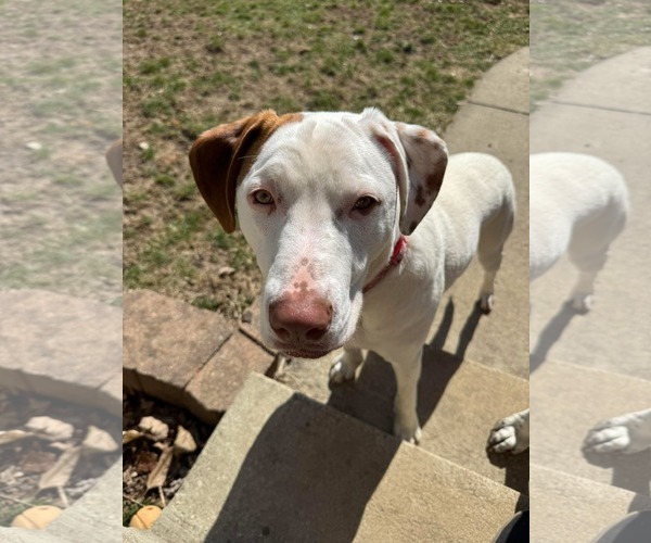 Medium Photo #5 Bullboxer Pit Puppy For Sale in Germantown, OH, USA