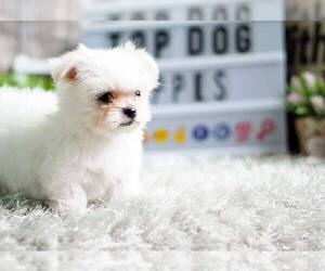 Maltese Puppy for sale in FULLERTON, CA, USA