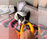 Small #2 Australian Cattle Dog Mix