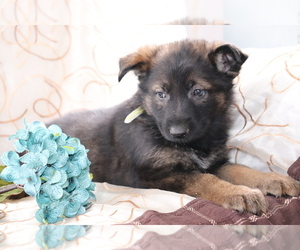 German Shepherd Dog Puppy for sale in SHILOH, OH, USA